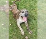 Small #14 American Pit Bull Terrier Mix