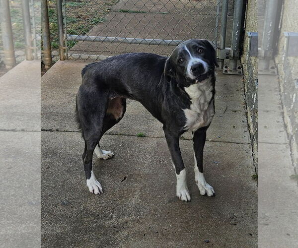 Medium Photo #2 Labrador Retriever-Unknown Mix Puppy For Sale in Wetumpka, AL, USA