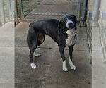 Small #1 Labrador Retriever Mix