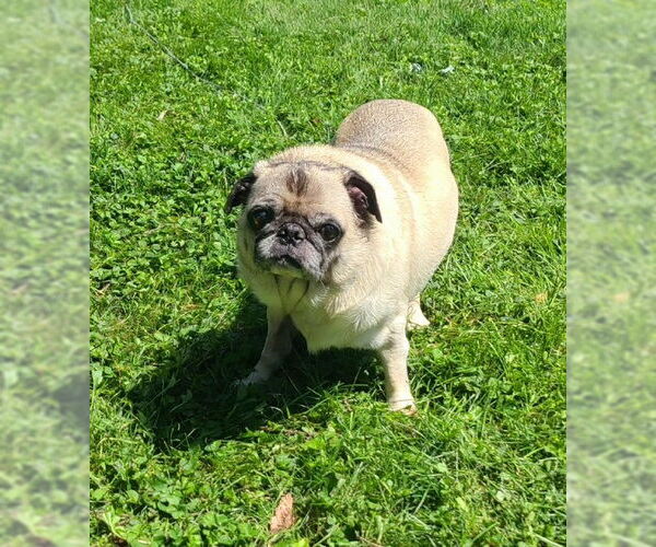 Medium Photo #4 Pug Puppy For Sale in Indianapolis, IN, USA