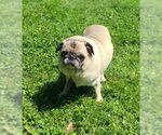 Small #3 Pug