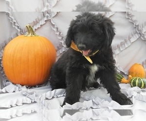 Border Collie-Labradoodle Mix Puppy for sale in LANCASTER, PA, USA