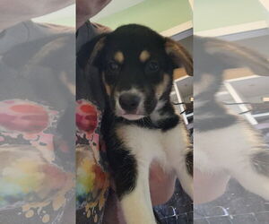 Australian Shepherd-Unknown Mix Dogs for adoption in Plainfield, IL, USA