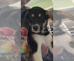 Small Australian Shepherd Mix