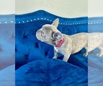 Small Photo #4 English Bulldog Puppy For Sale in TAMPA, FL, USA