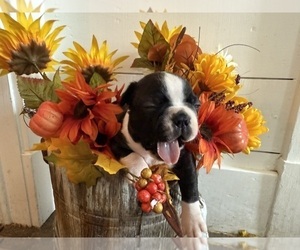 Boston Terrier Puppy for Sale in ANSON, Texas USA