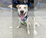 Small #25 Siberian Husky Mix