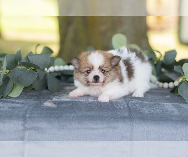 Medium Photo #3 Pomeranian Puppy For Sale in SHILOH, OH, USA