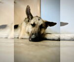 Small #3 German Shepherd Dog