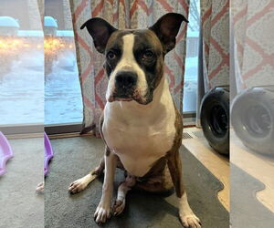 Boxer Dogs for adoption in Woodbury, MN, USA