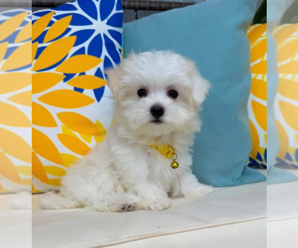 Medium Photo #1 Maltese Puppy For Sale in TAMPA, FL, USA
