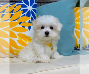 Maltese Puppy for sale in TAMPA, FL, USA