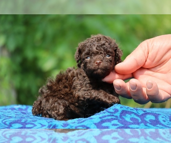 Medium Photo #5 Poodle (Toy) Puppy For Sale in DYERSBURG, TN, USA