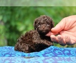 Small #4 Poodle (Toy)