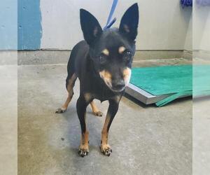 Chihuahua Dogs for adoption in Camarillo, CA, USA