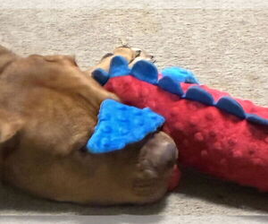 Scooby - Male American Staffordshire Terrier-Unknown Mix Dog for Adoption - Photo #4