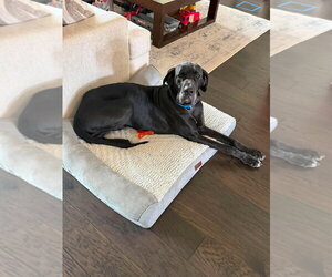 Stan - Male Great Dane Dog for Adoption - Photo #3