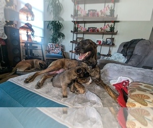 Mother of the Belgian Malinois-Dutch Shepherd Dog Mix puppies born on 11/29/2024