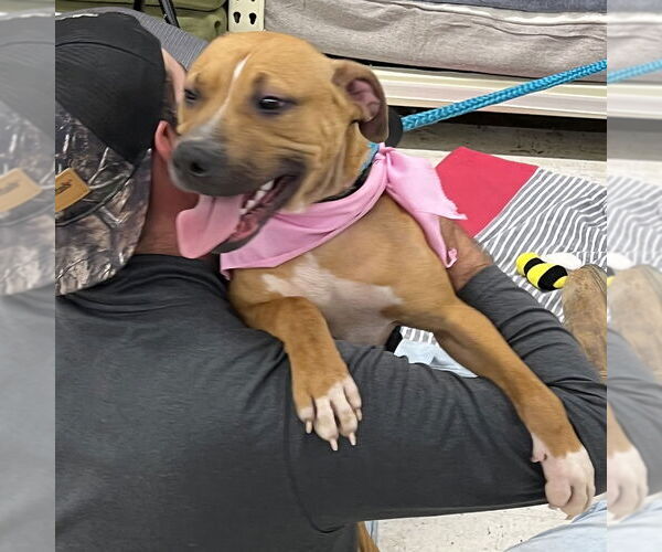 Medium Photo #3 Mutt Puppy For Sale in McCormick, SC, USA