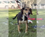 Small Photo #4 Beagle Puppy For Sale in Yardley, PA, USA