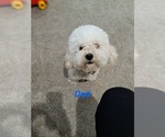 Small Photo #1 Cock-A-Poo-Cockapoo Mix Puppy For Sale in EXETER, CA, USA