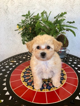 Medium Photo #1 Maltipoo Puppy For Sale in LOS ANGELES, CA, USA