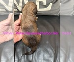 Small #2 Havanese