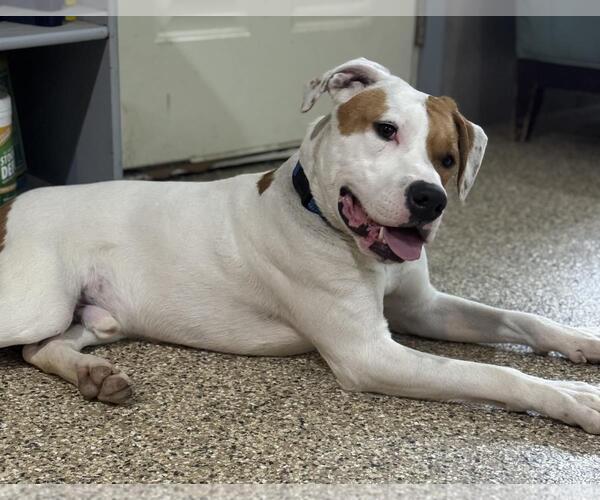 Medium Photo #4 Mutt Puppy For Sale in Incline Village, NV, USA