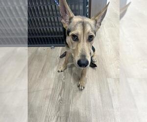 German Shepherd Dog Dogs for adoption in Pearland, TX, USA