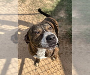 POPPA - Male Mutt Dog for Adoption - Photo #2