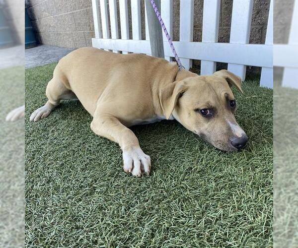 Medium Photo #1 Mutt Puppy For Sale in Modesto, CA, USA