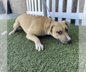 Mutt Dogs for adoption in Modesto, CA, USA