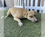 Small Mutt