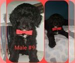 Small Photo #10 Labradoodle Puppy For Sale in OTTAWA, OH, USA