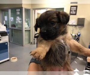Mutt Dogs for adoption in Sebec, ME, USA