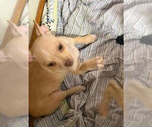 Cindy - Female Malchi Dog for Adoption - Photo #2