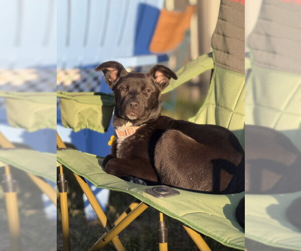 Medium Photo #2 Labrador Retriever-Unknown Mix Puppy For Sale in Sandy, UT, USA