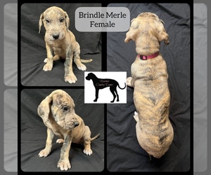 Great Dane Puppy for sale in LAWRENCEBURG, KY, USA
