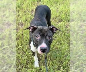 Medium American Bulldog Mix