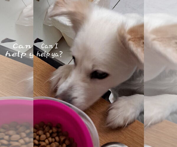 Medium Photo #8 American Eskimo Dog-Unknown Mix Puppy For Sale in Pikesville, MD, USA