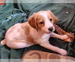 Brittany Puppy for sale in WESTFIR, OR, USA