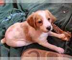 Small Photo #1 Brittany Puppy For Sale in WESTFIR, OR, USA