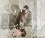 Image preview for Ad Listing. Nickname: Litter of 6
