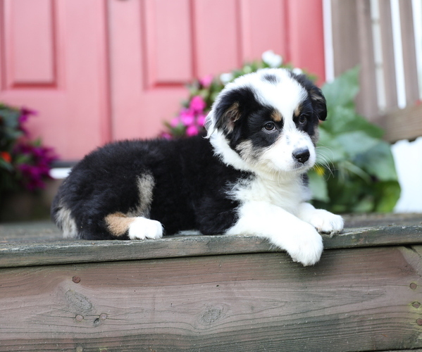 Medium Photo #9 Australian Shepherd Puppy For Sale in WESTFIELD, MA, USA