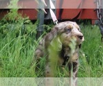 Puppy 1 Miniature American Shepherd-Poodle (Miniature) Mix