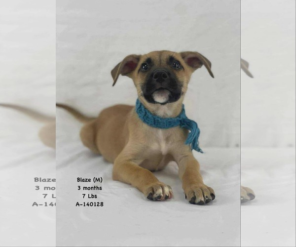 Medium Photo #1 Mutt Puppy For Sale in Woodbury, NY, USA