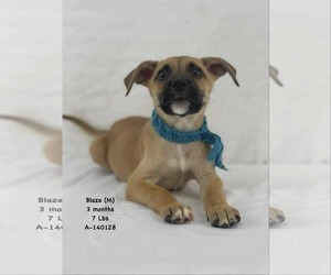 Mutt Dogs for adoption in Woodbury, NY, USA