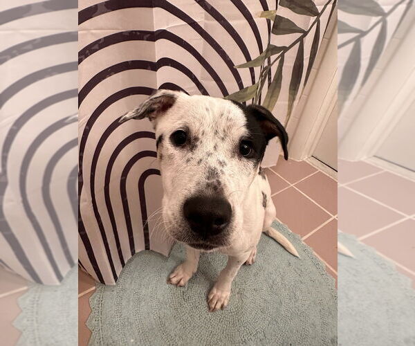 Medium Photo #7 American Pit Bull Terrier-Unknown Mix Puppy For Sale in Raleigh, NC, USA