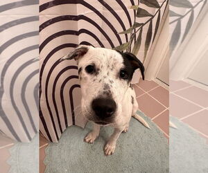 Heily - Female American Pit Bull Terrier-Unknown Mix Dog for Adoption - Photo #7