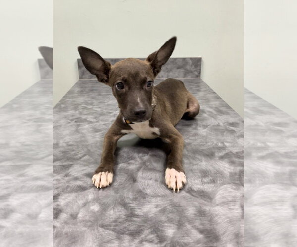 Medium Photo #1 Chihuahua-Unknown Mix Puppy For Sale in Oakhurst, NJ, USA